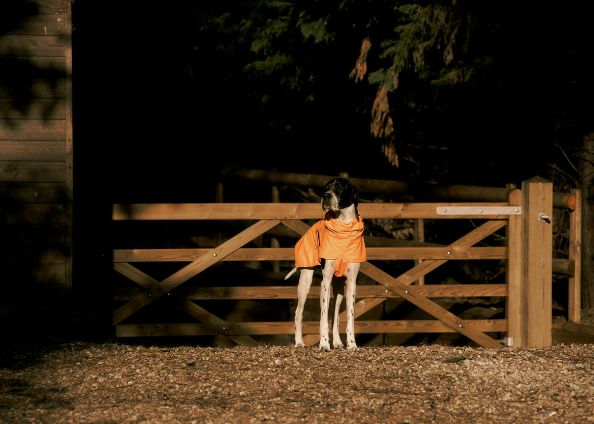 Pointer in the orange Rainah Trench Coat standing at a wooden gate