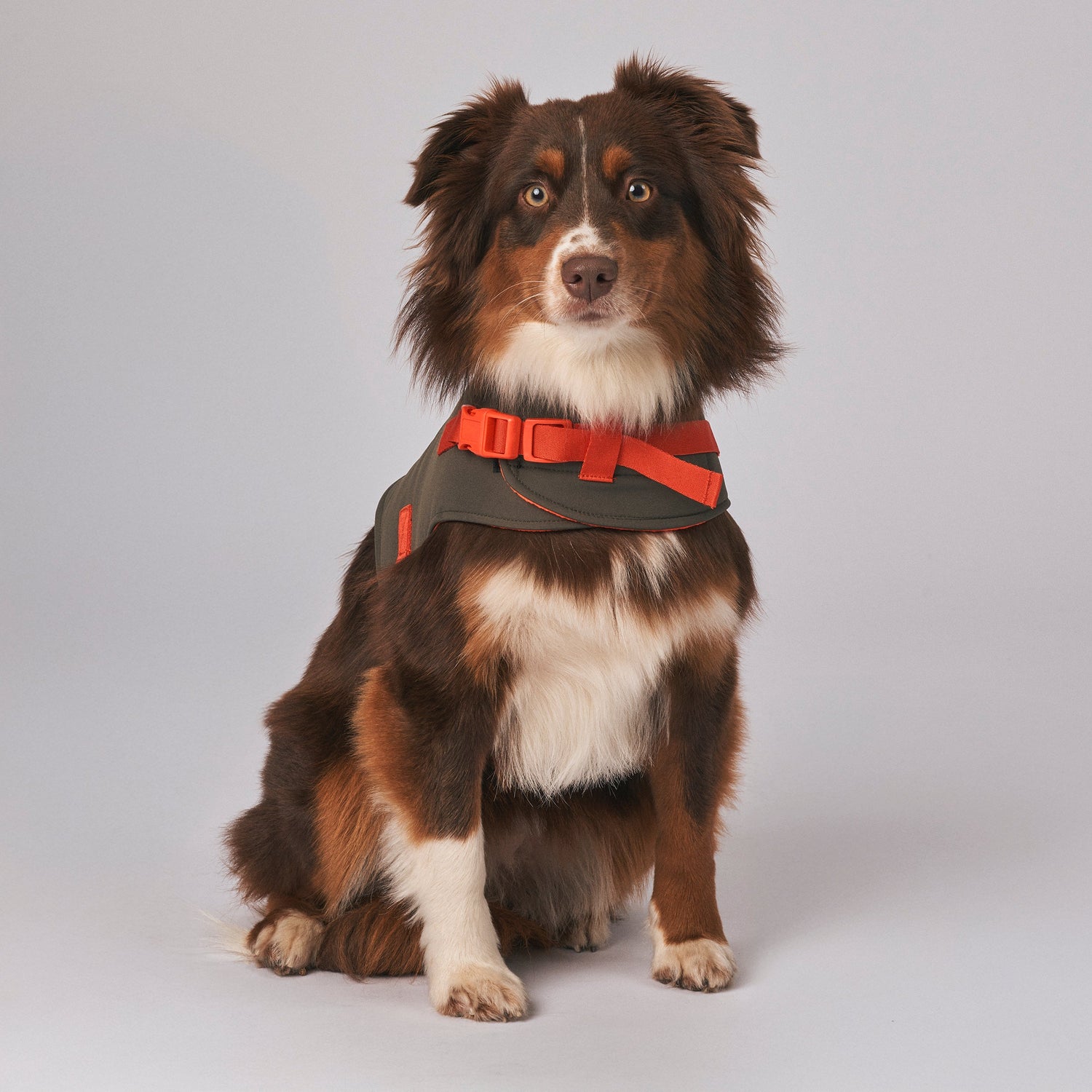 Dog Accessories - Harnesses