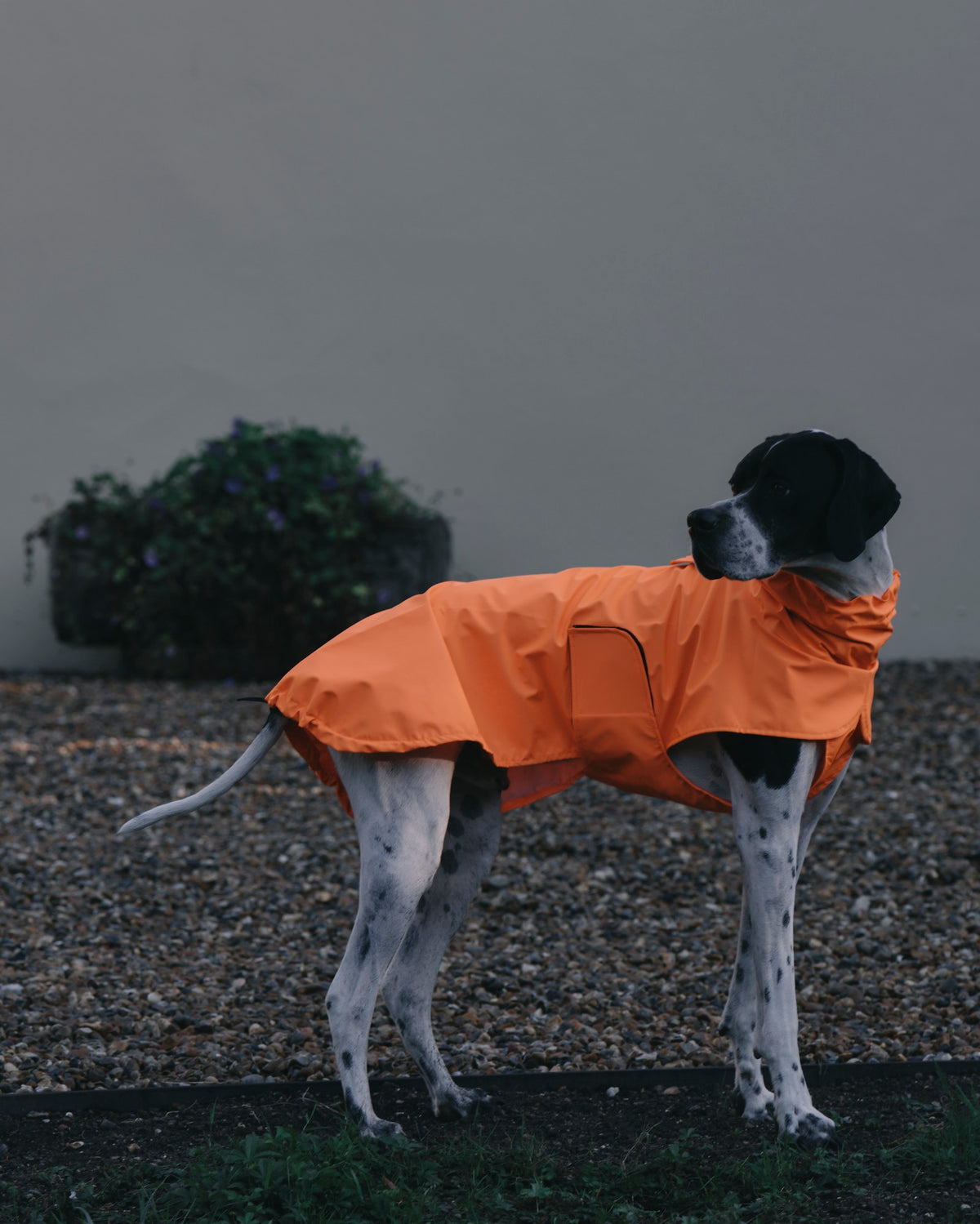 Side view of the Rainah Trench Coat lightweight waterproof dog coat with drawstring hem
