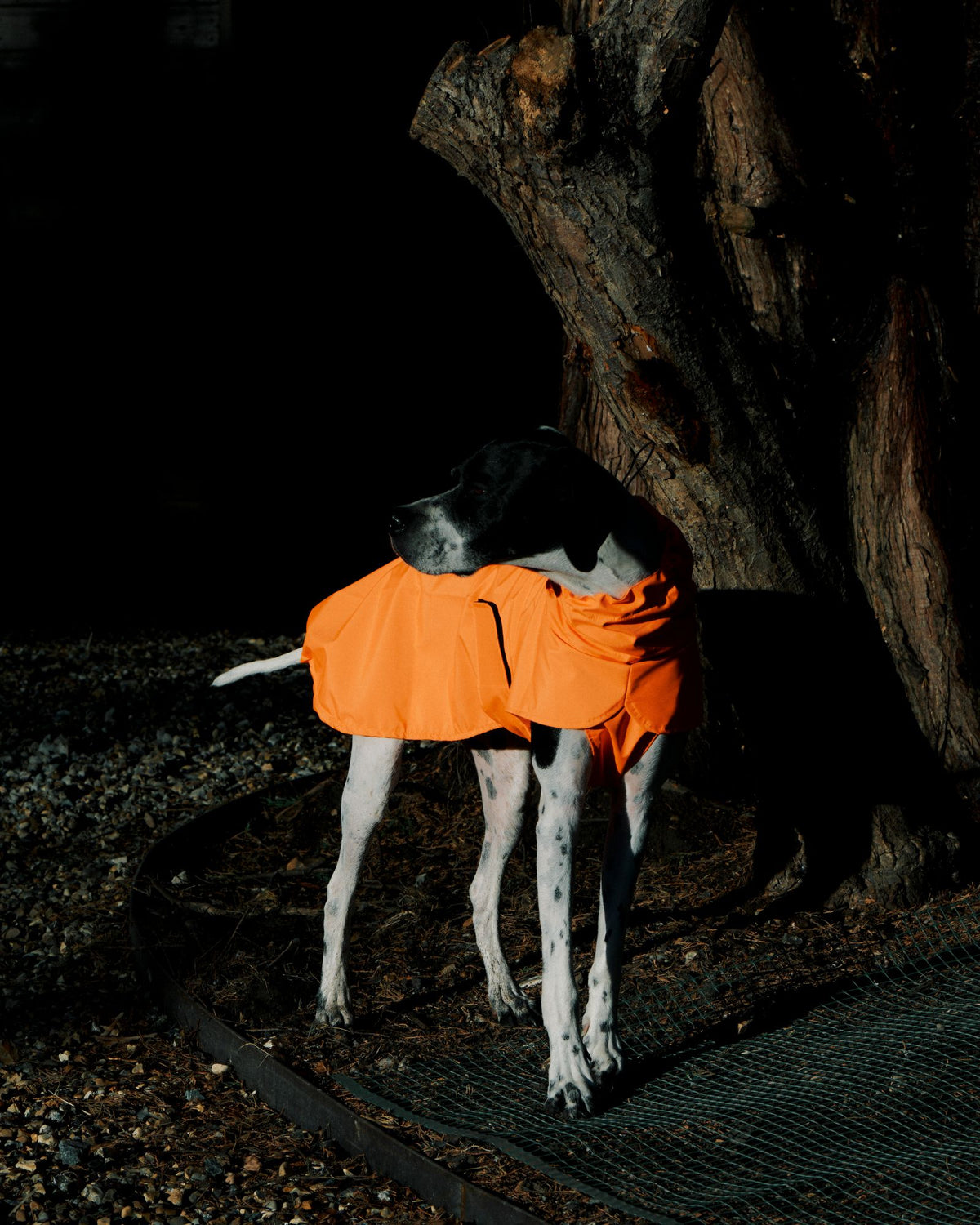 Pointer wearing the orange Rainah Trench Coat packable dog raincoat by a tree