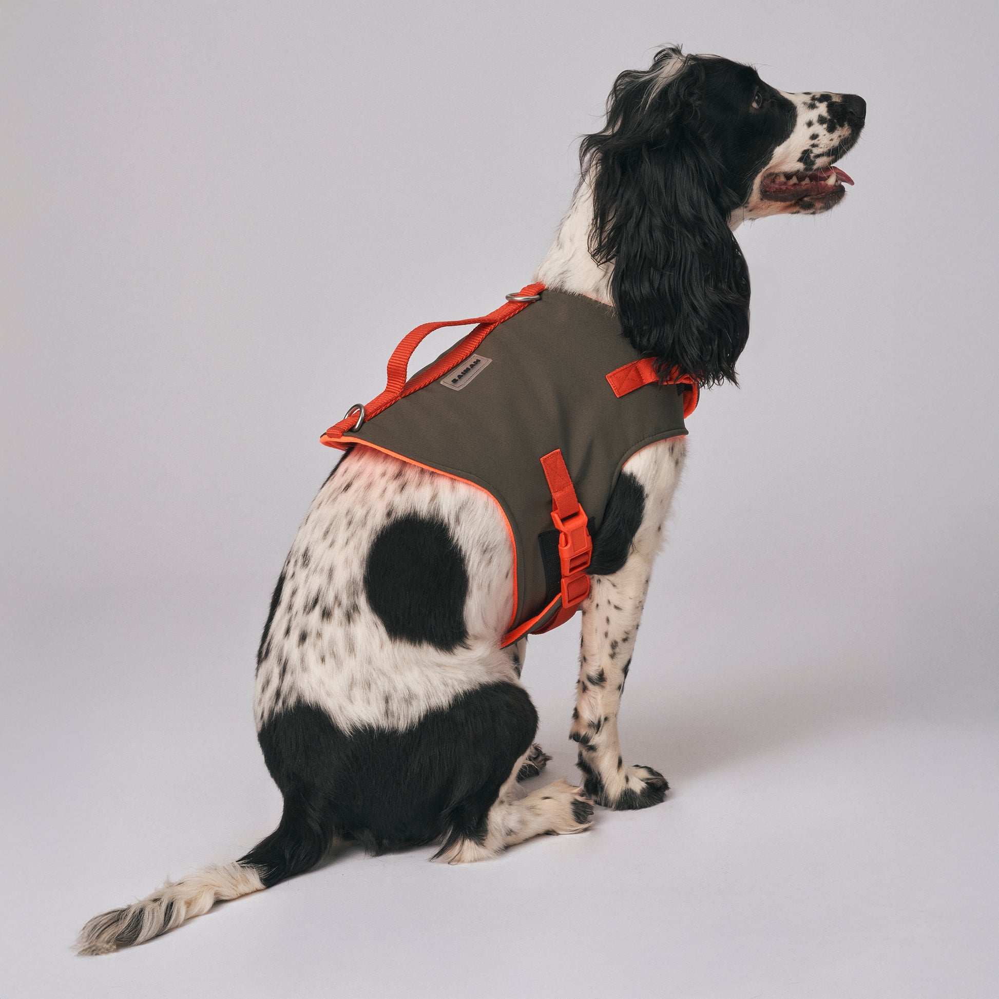 The Trekker adjustable dog harness – built for active dogs, sizes XS to XL
