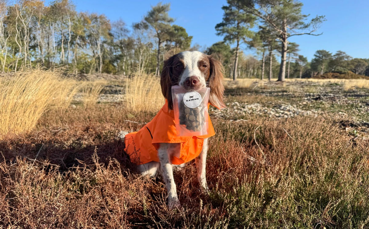 Spaniel in an orange RAINAH Trench Coat holding a pouch of RAINAH treats on a heath