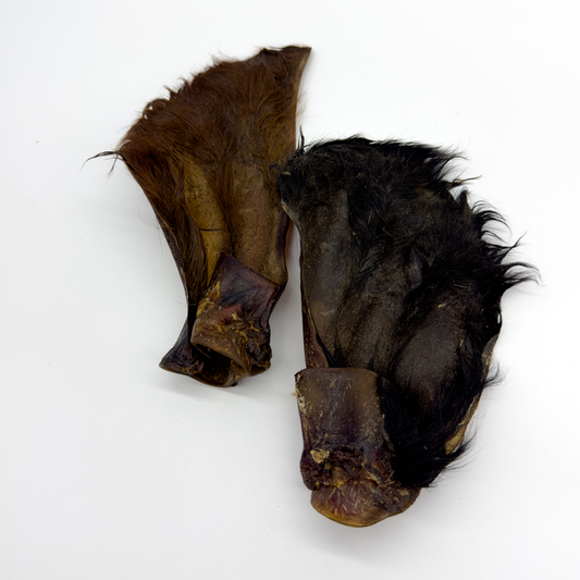 Hairy Cow Ears - Medium Size