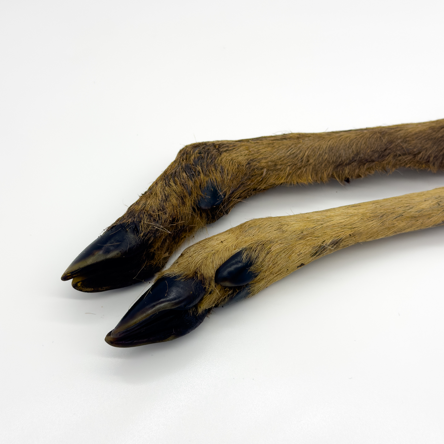 Hairy Venison Leg - Deer Legs