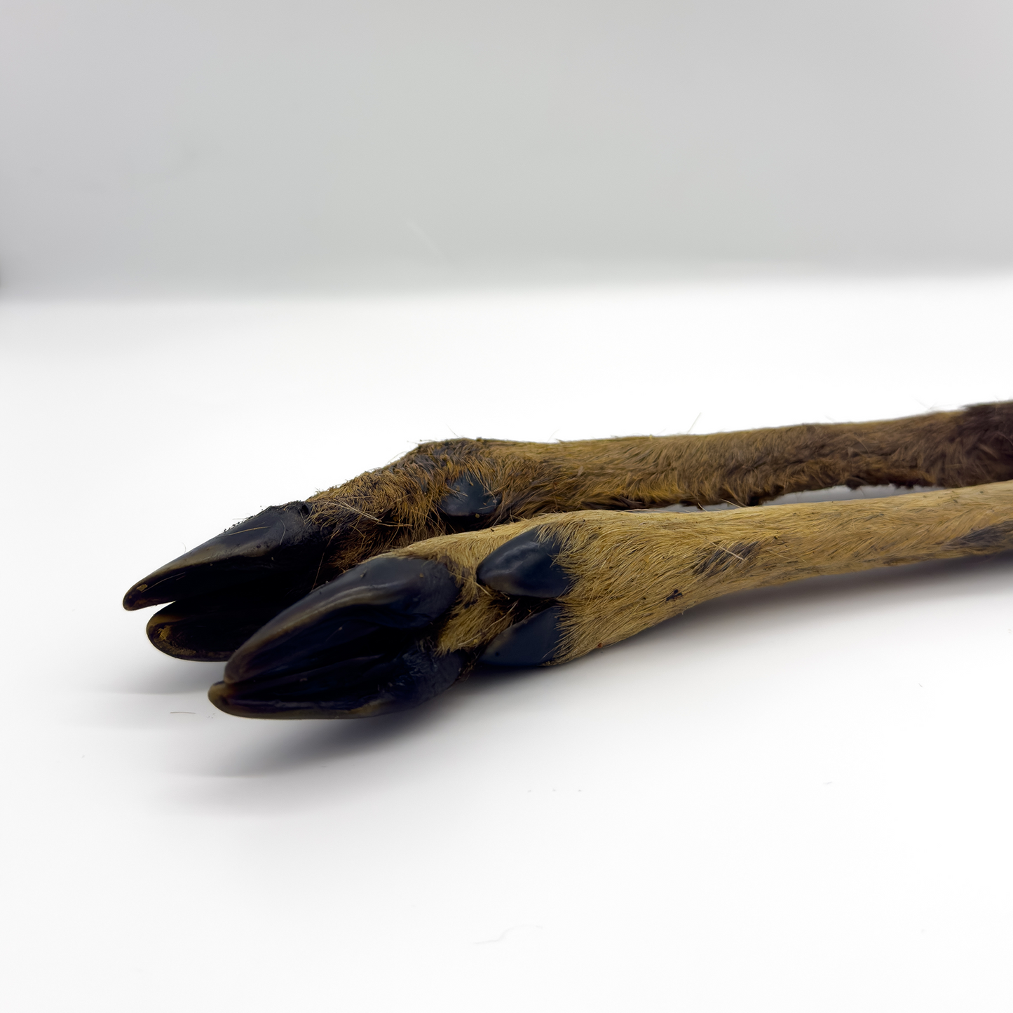 Hairy Venison Leg - Deer Legs